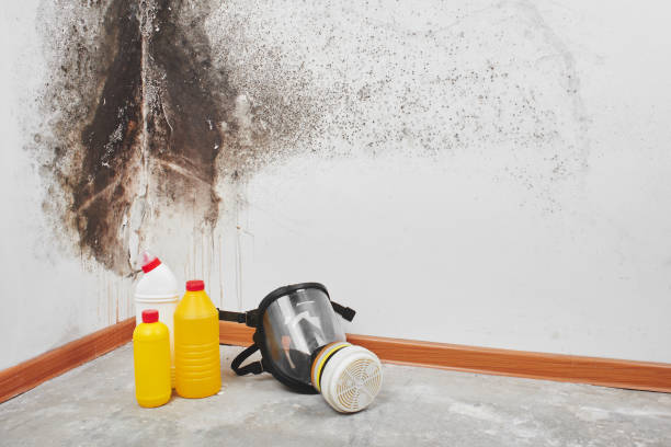 Mold Remediation